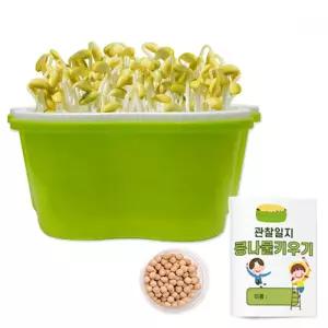 글로벌이지 초간단 콩나물 키우기 식물 기르기 체험 관찰 학습