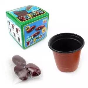 자연과학습 강낭콩키우기 식물기르기 모종키우기 (10개)