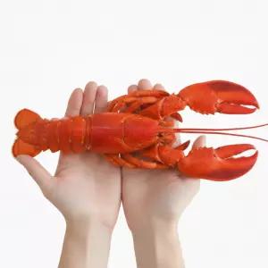 캐나다 자숙 랍스터 홀 1미 (자숙후 실중량 400~450g) 냉동 랍스타