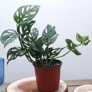 실내 식물 작은 싱그러운 플랜테리어 몬스테라 아단소니 집들이선물 인테리어 선물 관엽 거실
