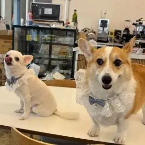 블루 M 강아지 레이스 스카프 케이프