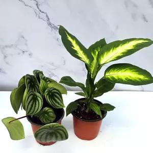이삭모종 마리안느와 수박페페- 실내 인테리어 공기정화 관엽식물