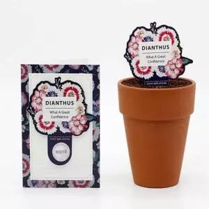 씨앗카드 패랭이꽃 플라워 식물팻말 식물기르기