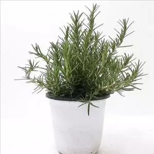 식용 로즈마리 화분 키우기 허브 식물 화분 재배 미니