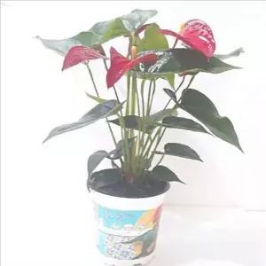 실내 안시리움 화분 공기 안스리움 화분 정화식 식물