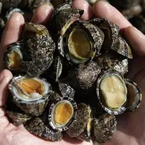 [셀러허브 식품]자연산 급냉 거문도 배말 500g 30-50미 애기 삿갓조개 따개비 배말 칼국수 용 배말 겨울별