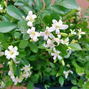 [소나무길] 포도송이처럼 꽃이 주렁주렁  오렌지 자스민 중형 690