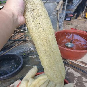 티디마켓 국산 천연수세미 주방 열매 제로웨이스트 샵 통수세미 30cm이상