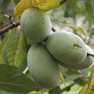 접목 포포나무 묘목 2년생 망고바나나 유실수