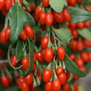 슈퍼왕구기자나무/삽목2년_(5주묶음)/조경수/정원수/묘목/A0408