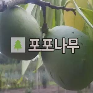 포포나무 묘목 쉐넌도어 접목1년