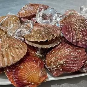 [오늘담은]홍가리비 1kg