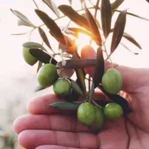 아보아칸 오일 핑크골드 올리브 3호 포도씨유 식용유 선물세트 설날선물세트 명절선물세트 추천