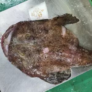 국내산 생물 손질 아귀 3.5kg내외 (1-3미) 생아귀 내장제거 통아구 큰사이즈