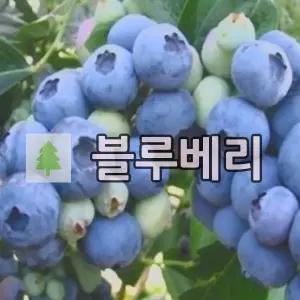 블루베리나무 묘목 페트리어트 6치포트 2개