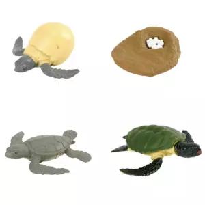 유치원 동물 한살이 거북이 성장과정 모형 내구성 발명교실