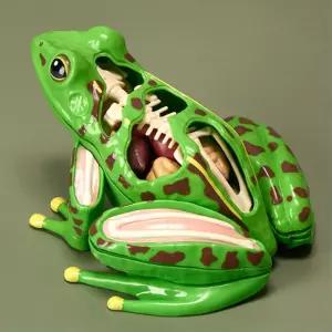 어린이 정교한 학습용 개구리 해부모형 생명교실 과학실