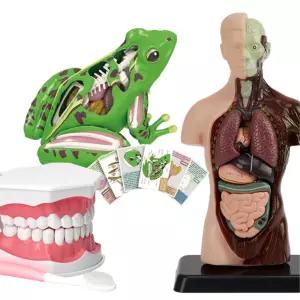 과학수업 인체 개구리 해부모형 치아세트 생물시간 조립식