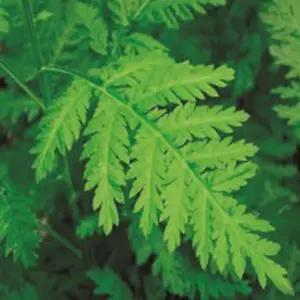 한국 인진쑥 씨앗 야생화 꽃씨 종자 품종 정원 1000립