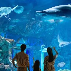 [광교] 아쿠아플라넷 입장권(3/1~3/31)