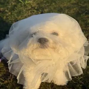 제프노 강아지페이스커버 귀여운강아지옷 얼굴망