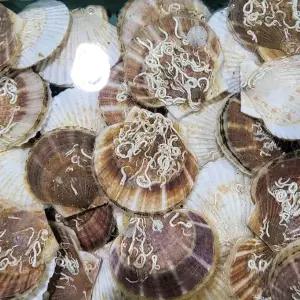 북해도 참가리비 1kg(8미내외)