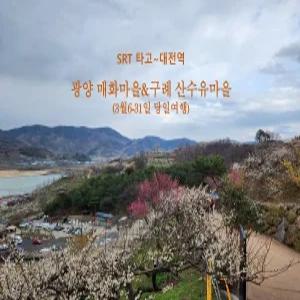 [SRT] 광양매화 & 구례 산수유 기차여행(3/6-31 대전역 당일)