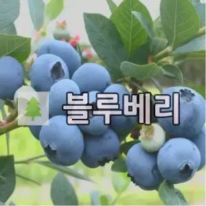 블루베리나무 묘목 뉴하노버 4년생