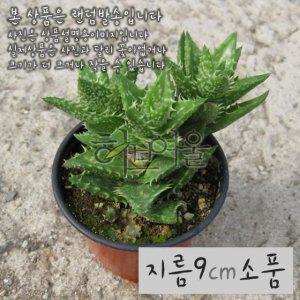 비취전( 핑크알로에 목성알로에 여교) 지름 9cm 소품화분 (좋은흙만 사용한 건강한식물)