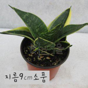(공기정화) 슈퍼바(산세베리아) 지름 9cm 소품관엽화분 (좋은흙만 사용한 건강한식물)