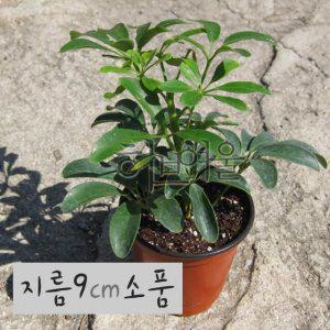 (관엽) 홍콩야자 (우산나무/공기정화/쉐프렐라) 지름 9cm 소품화분 (좋은흙만 사용한 건강한식물)