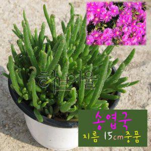 송엽국 (사철채송화 노지월동) 지름 15cm 중품 다육화분 (좋은흙만 사용한 건강한식물)