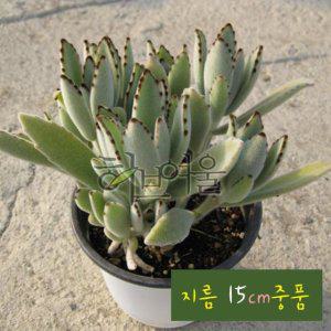 월토이 (카랑코에) 지름 15cm 중품다육화분 (좋은흙만 사용한 건강한식물)