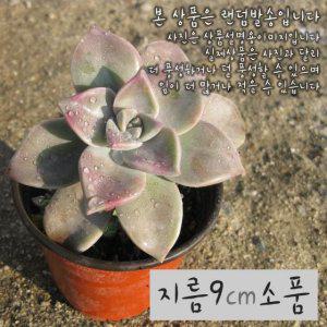 (다육) 분홍용월 지름 9cm 소품화분 (좋은흙만 사용)