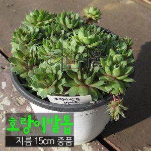 호랑이발톱바위솔묵은둥이 (노지월동/촉많은 묵은둥이) 지름 15cm 중품화분 다육