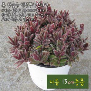 소말리아 달개비 (꽃이이쁜달개비) 지름 15cm 중품 다육화분 (좋은흙만 사용한 건강한식물)