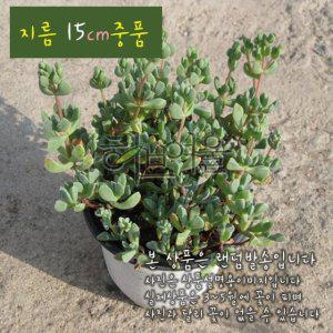 (다육) 백봉구(백봉국) 지름 15cm중품화분