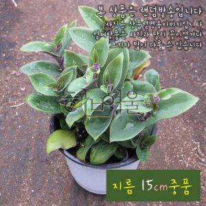 백설달개비 (털달개비 백설희) 지름 15cm 중품 다육화분 (좋은흙만사용)