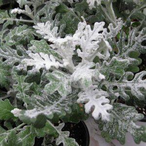 백묘국 (실버더스트 봄여름화단 꽃모종) 모종 5개 (서울육묘생산 정품모종)