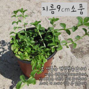 페니로얄 민트 (페니로열 구문초 노지월동) 지름 9cm 소품허브화분 (좋은흙만 사용)