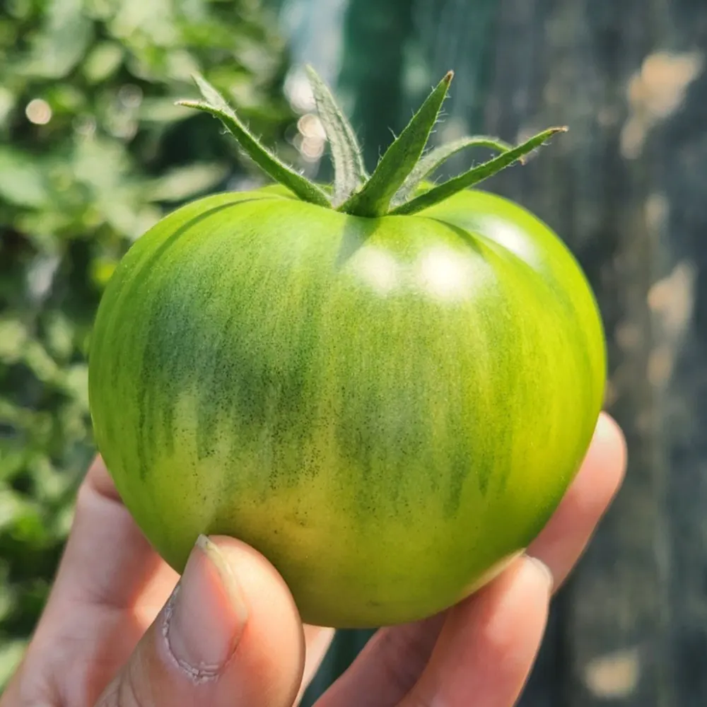 [특품] 정품 짭짤이 대저 토마토 2.5kg S-2S과