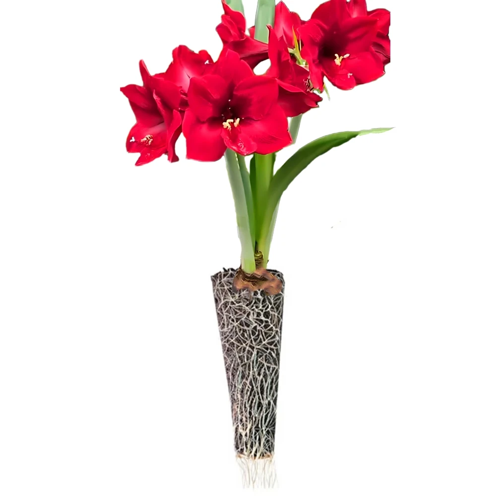 12가지 색상 아마릴리스 구근 재배 블록 이중 꽃잎 아미고 히페아스트럼 비타툼 꽃 자연 식물 묘목 랙 2개