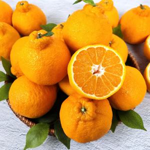 [제주직송]제주도 서귀포 대정읍 단단한 노지 한라봉(혼합과)3kg