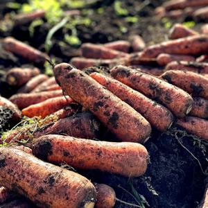 제주 구좌당근 1kg 외 크기, 중량별 선택