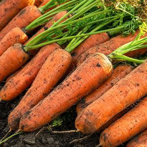 아삭달큰한 햇당근 제주 구좌당근 3kg 5kg