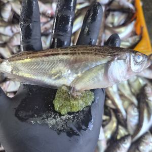 알배기 도루묵 동해안 / 반건조도루묵 300g(9-11미)
