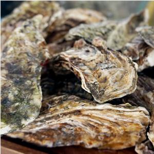 산지직송 통영석화10kg / 각굴 당일작업  직접생산한 굴 구이굴찜