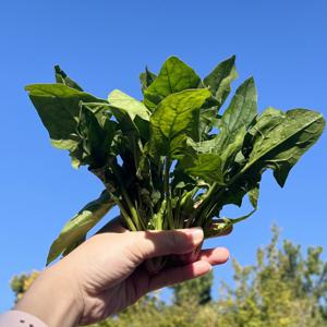 남해시금치 노지 시금치  1kg / 2kg 특별할인 중