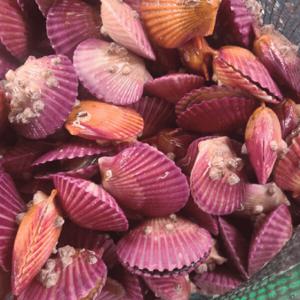 경남 고성 당일조업 싱싱한 A급 홍가리비 5kg