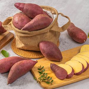 달콤하고 부드러운 햇 꿀고구마 꿀밤고구마 10kg 못난이 (사이즈랜덤) 파지푸드빌리지